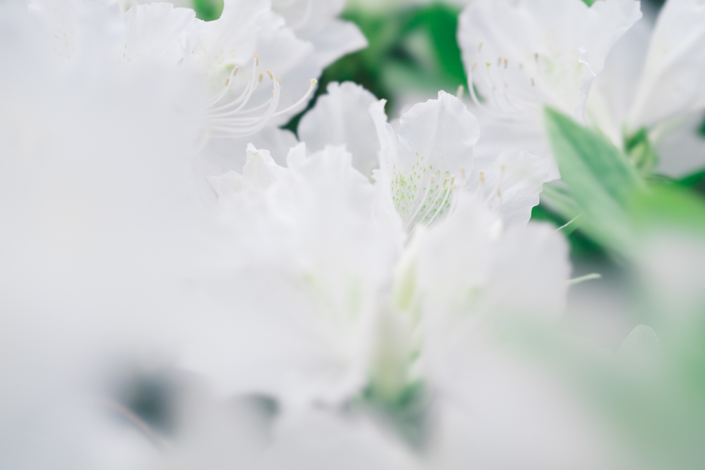 はな