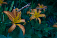 向島百花園