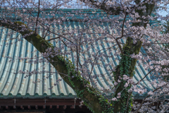 桜と屋根