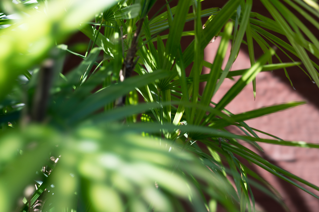 草