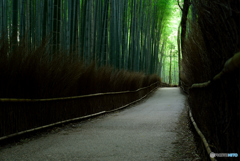 朝の竹林