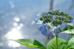 紫陽花７