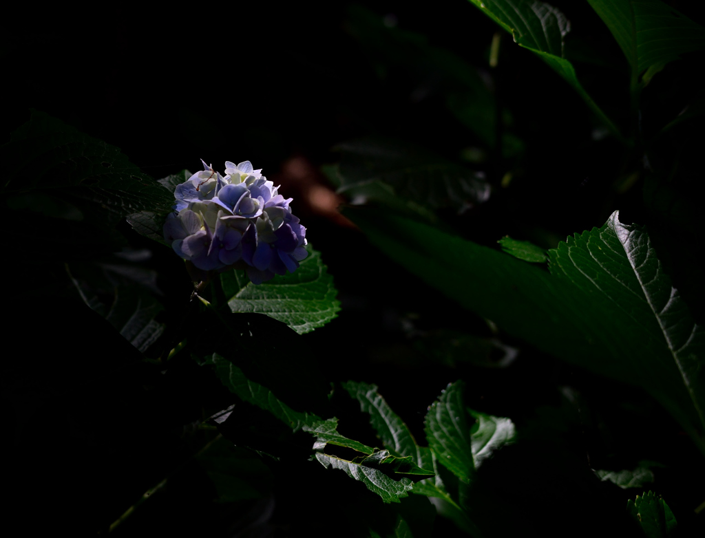 紫陽花６