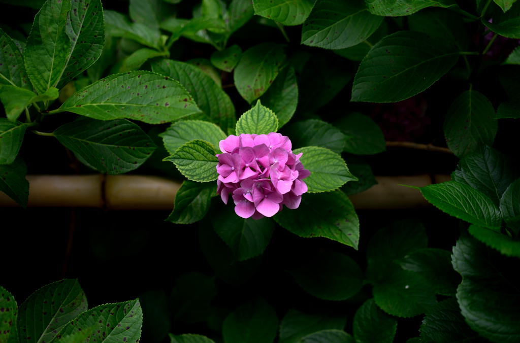 紫陽花２