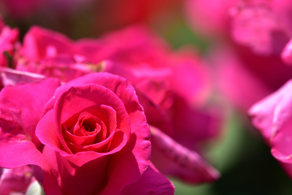 薔薇２