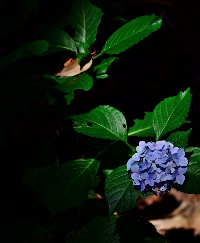 紫陽花４
