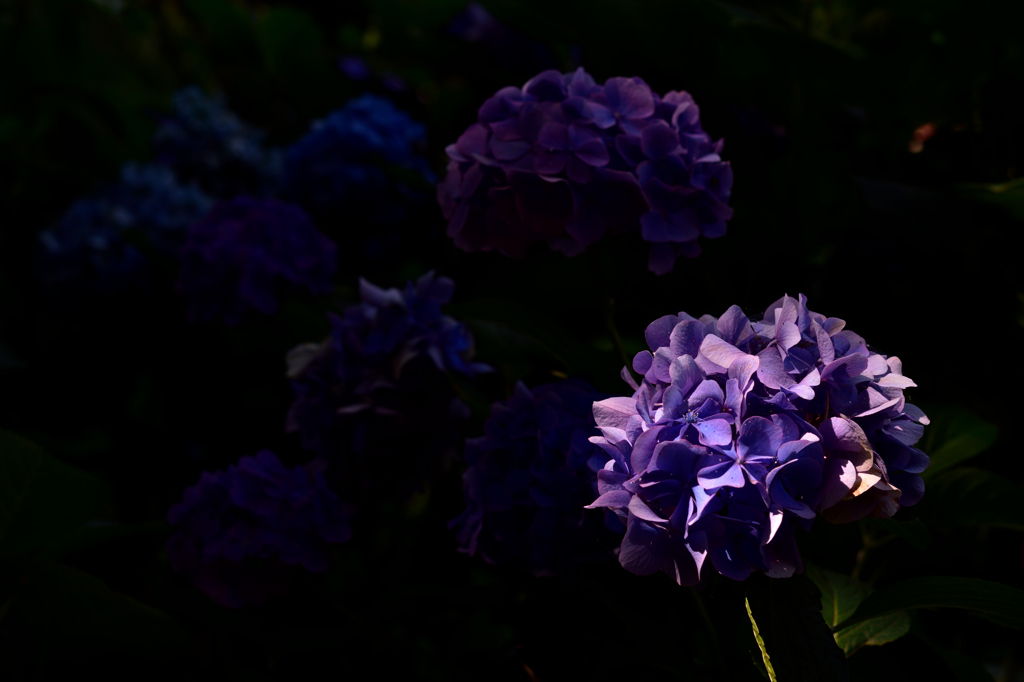 紫陽花３