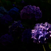 紫陽花３