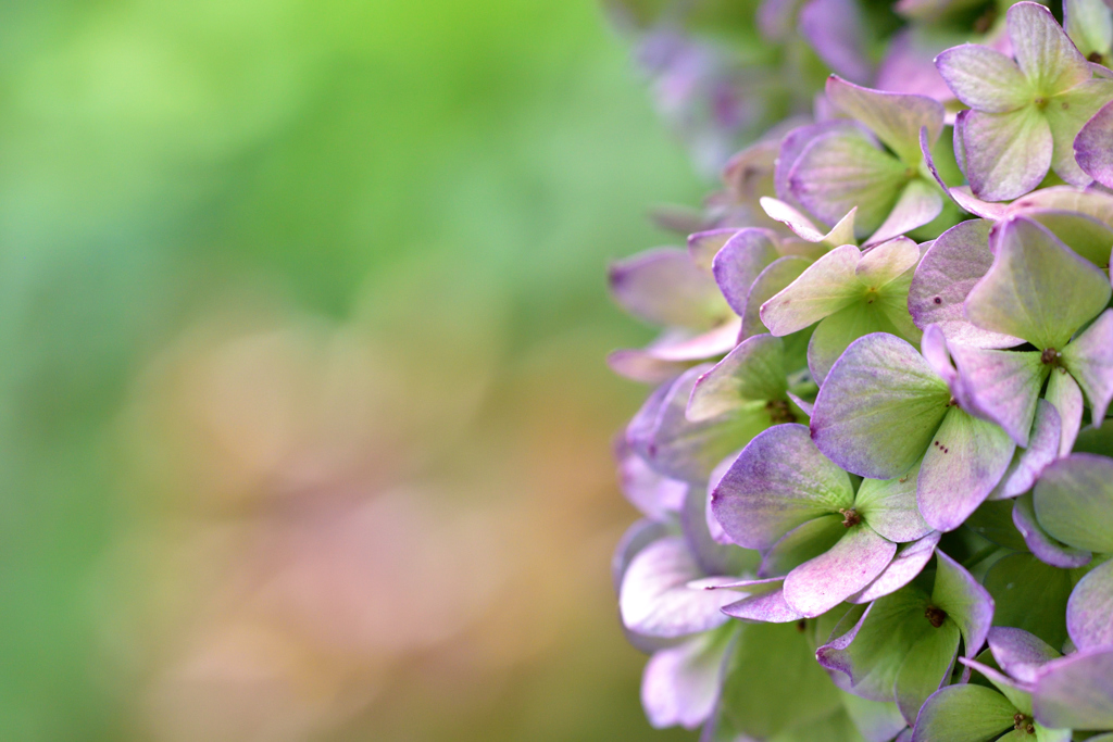 紫陽花