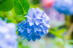 蒼の陽