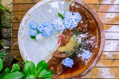 水面花
