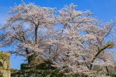 春の姫路散歩旅 ⑥ 石の上に咲く