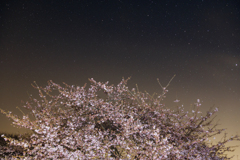 河津桜と星