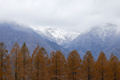 メタセコイア並木と雪化粧 秋と冬の境界線