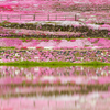 山里の芝桜