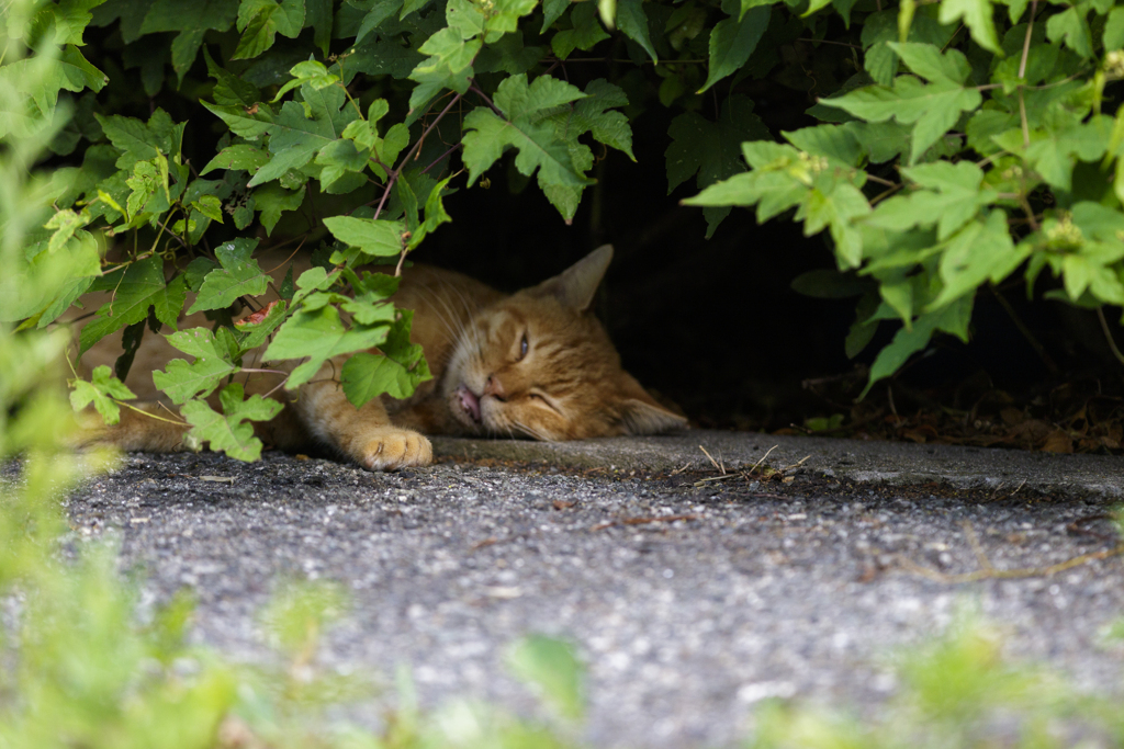 猛暑に負けた猫