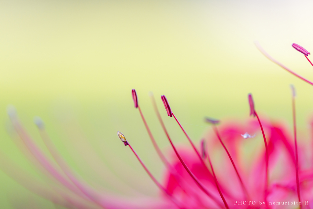 花の名は 彼岸花 毒花