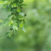 梅雨の季節