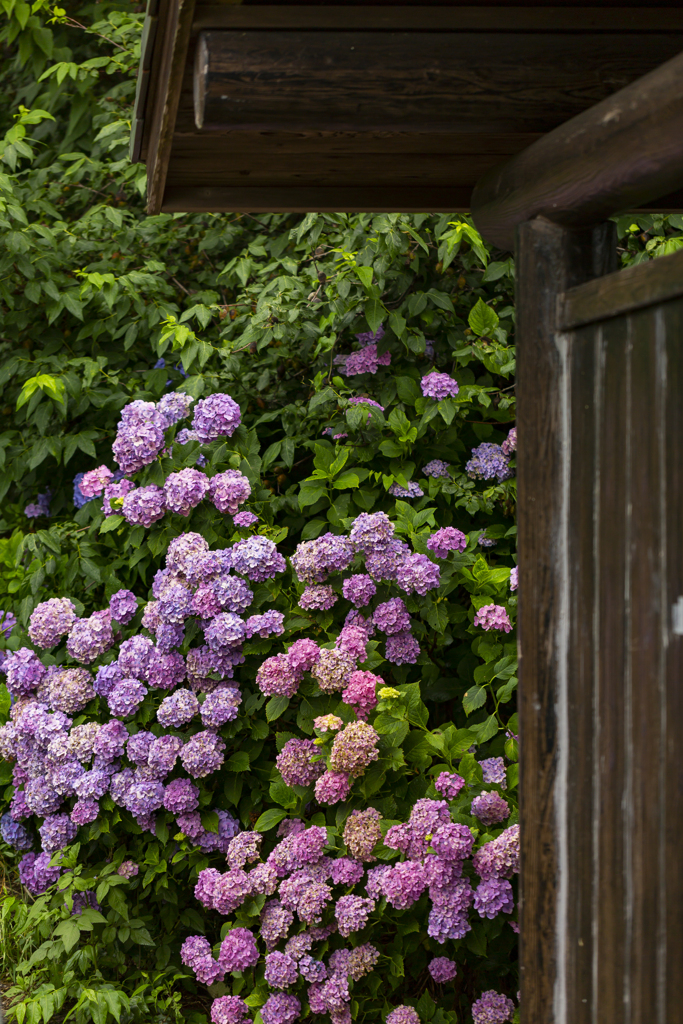 色が色々　紫陽花