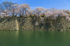 春の姫路散歩旅 ③ お濠と石垣と桜