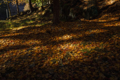 秋色の絨毯