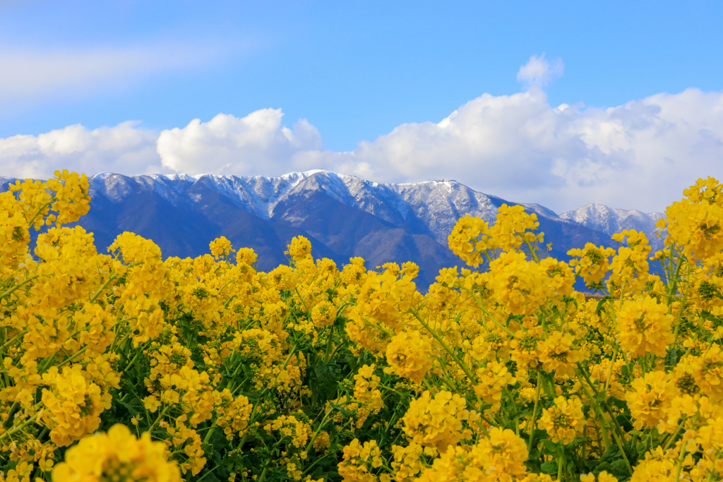 菜の花と山の絶景