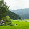 田舎と雨と田んぼ