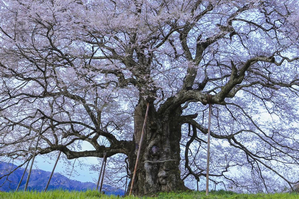 醍醐桜【アズマヒガン】