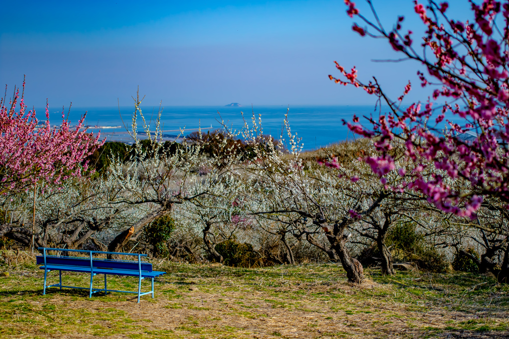 海の見えるベンチで花に囲まれる。