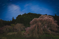 又兵衛桜と星降りの夜