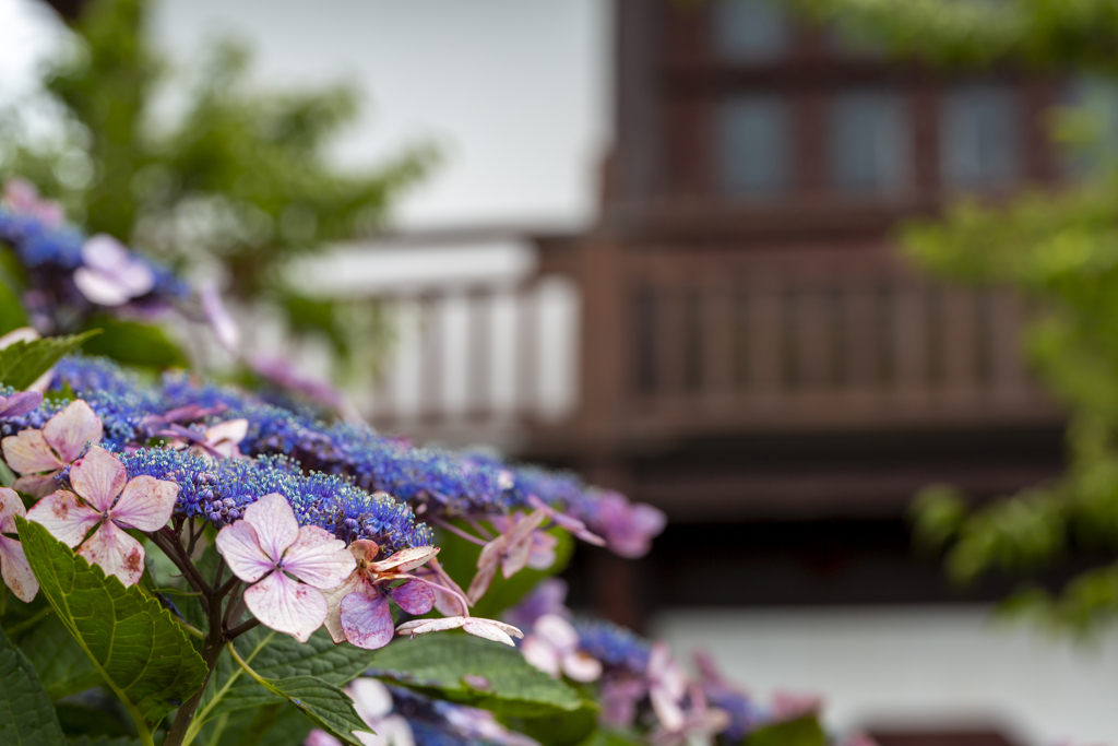 紫陽花と古き建物