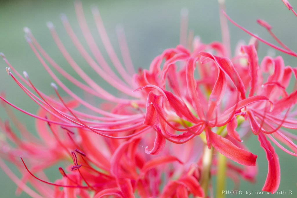 花の名は 彼岸花