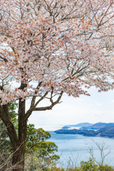 桜と海の見える場所