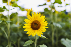 夏の定番の花