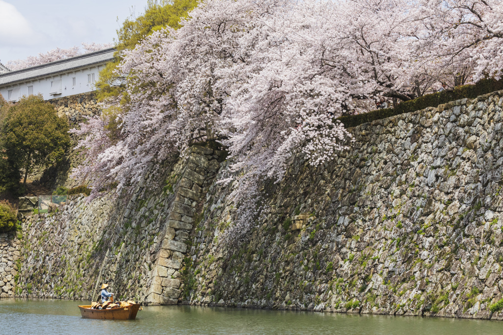 【 桜雪崩 】