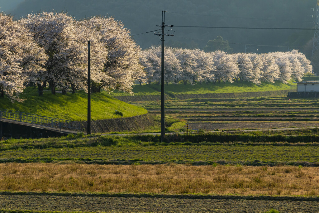 田舎の風景 桜