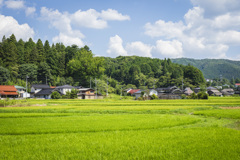 【 田舎の夏 】