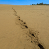 砂漠の足跡