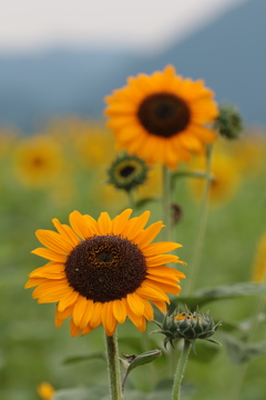 夏の花