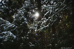 森の雪景色