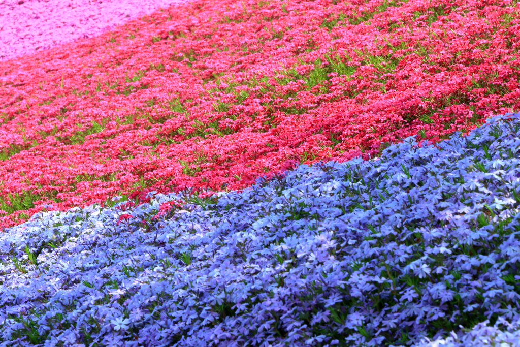 芝桜の絨毯