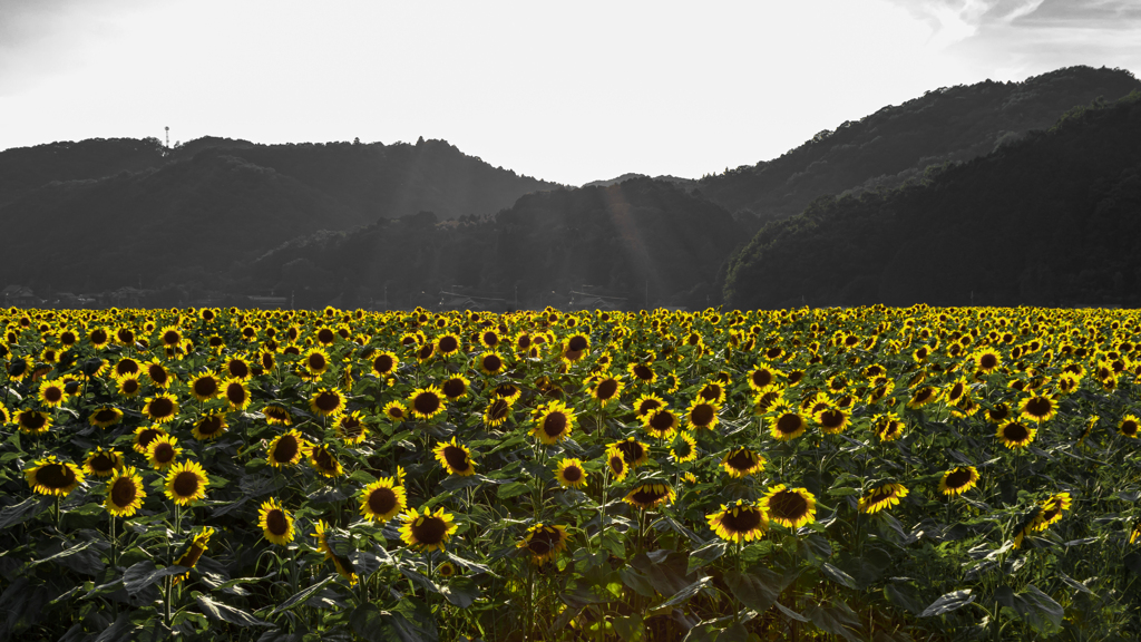 夏の匂いがする