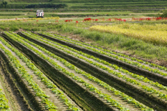 田舎の農業風景