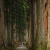 巨杉の参道