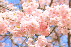 春色。ピンク