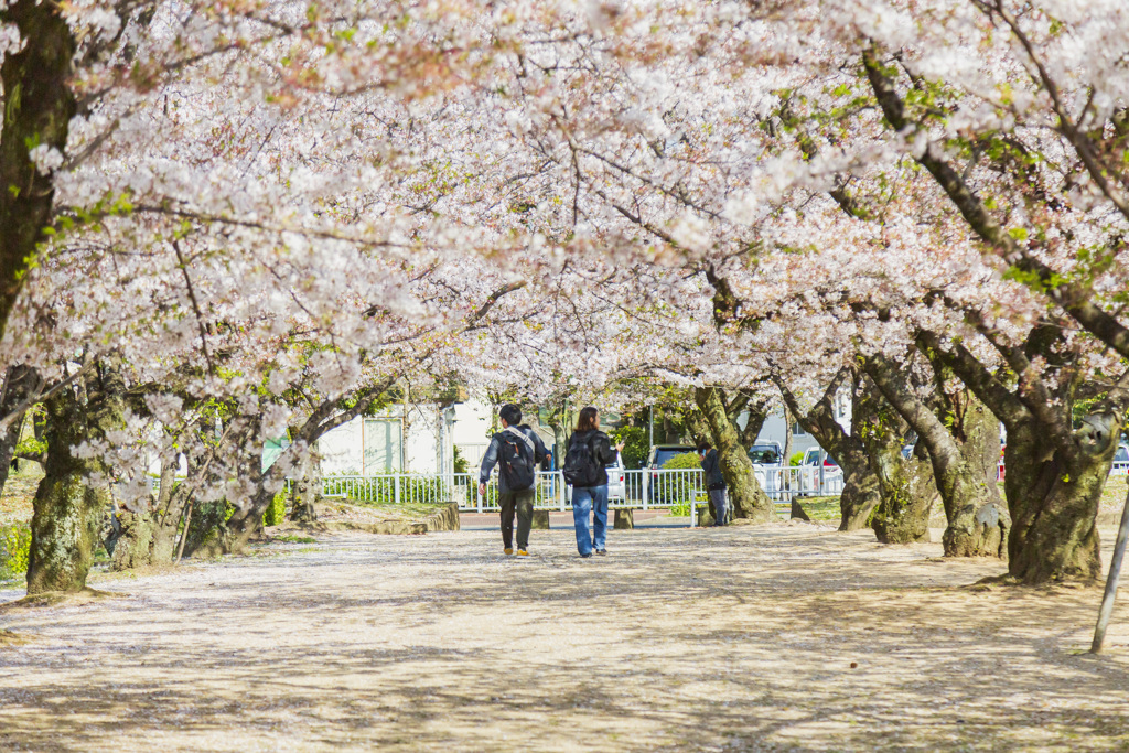 【 桜並木 】