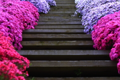 花の階段