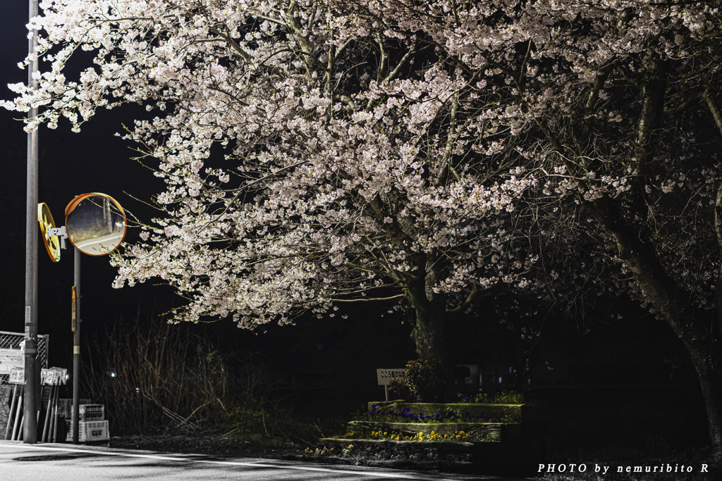 兵庫県 夢前町 ヨル桜 ユメ桜