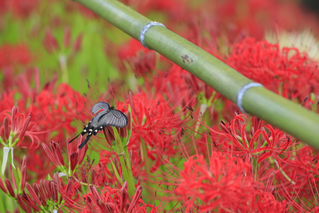 紅に舞う