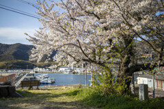 桜と港